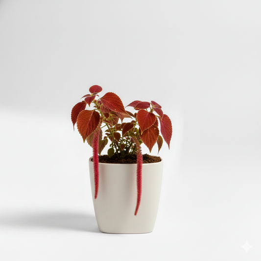 Acalypha Plant